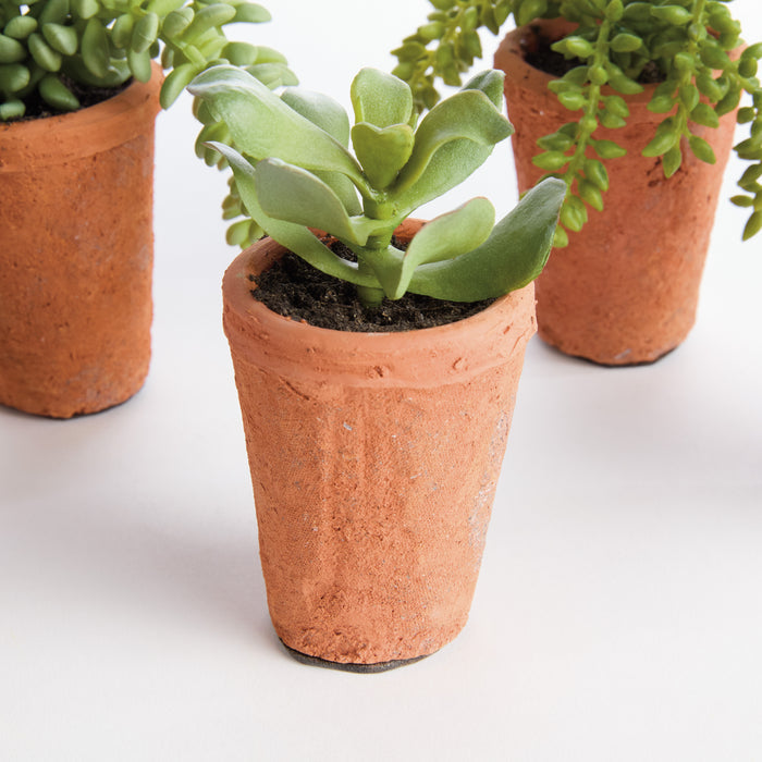 Potted Succulents 8.5", Set Of 6 - View 6