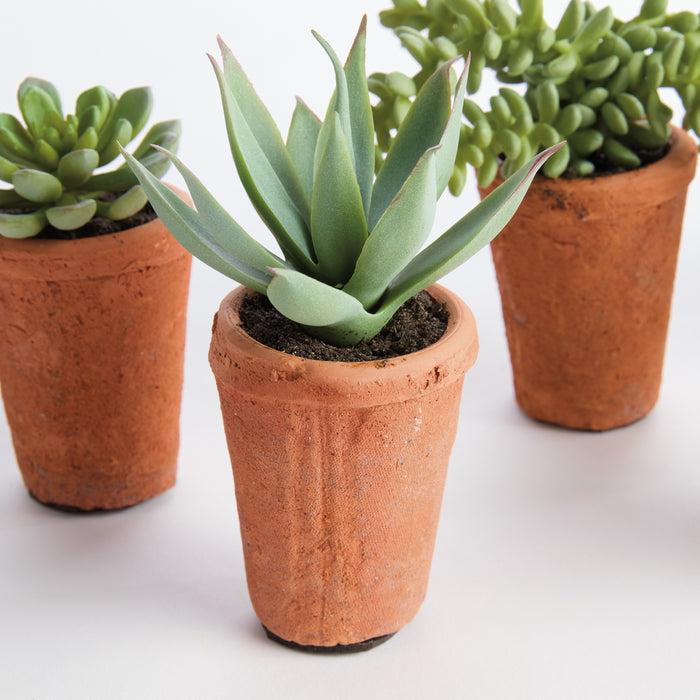 Potted Succulents 8.5", Set Of 6 - View 7