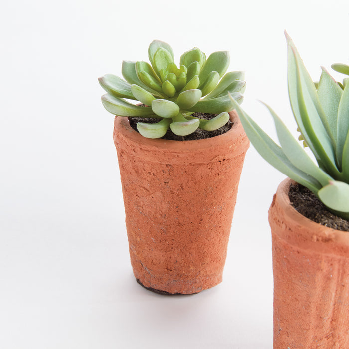 Potted Succulents 8.5", Set Of 6 - View 8