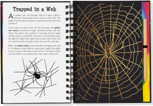 SCRATCH & SKETCH BUGS TRACE-ALONG - A. Dodson's