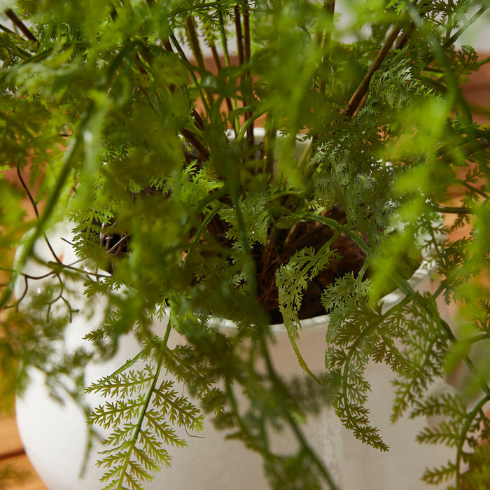 Soft Fern Drop-In 36" - View 5