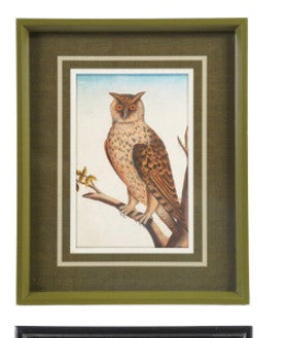 Owl